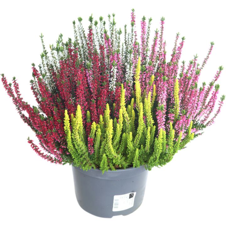 Kanerva Calluna Beauty Ladies Quattro P17