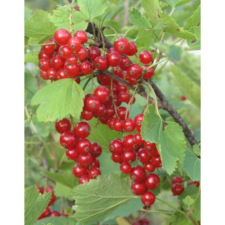 Punaherukka Ribes Rubrum