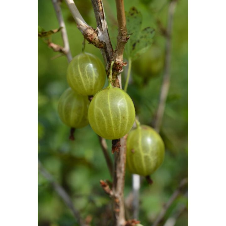 Karviainen Ribes Uva Crispa Hinnonmäen keltainen