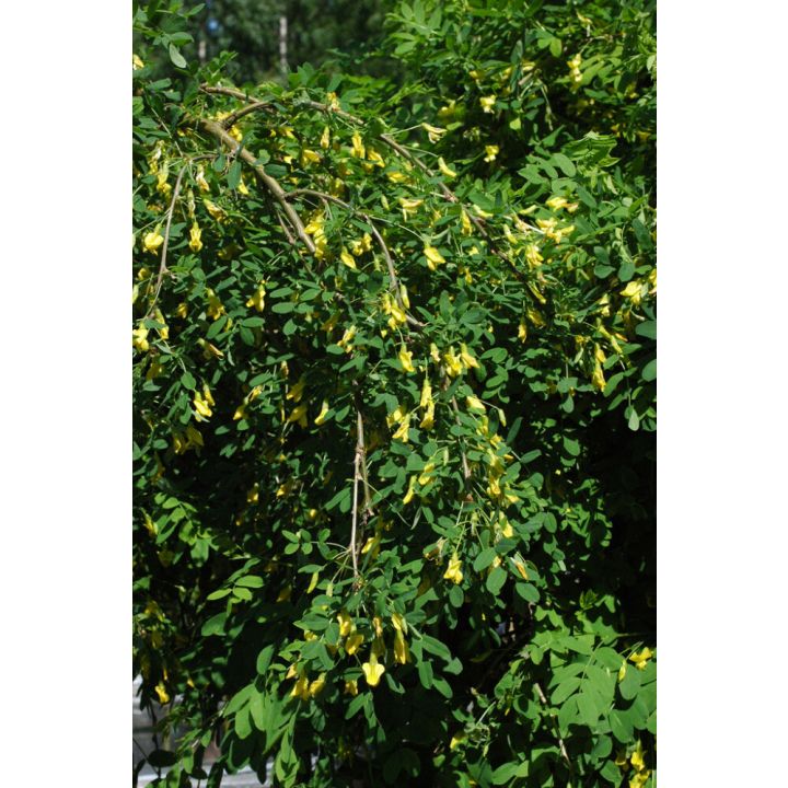 Riippahernepuu Caragana Arborescens Pendula
