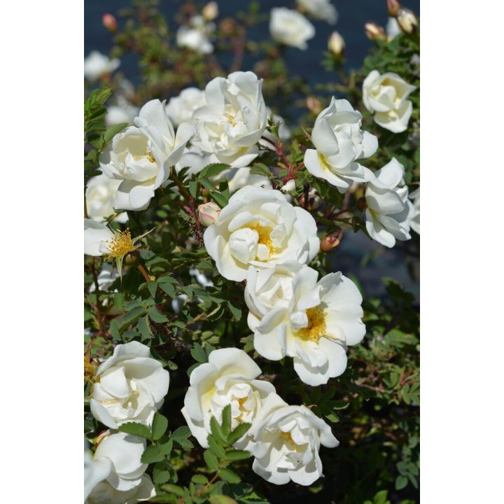 Juhannusruusu Rosa Spinosissima Plena