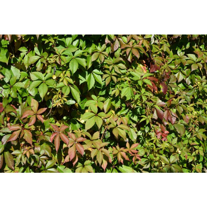 Säleikkövilliviini Parthenocissus Inserta AT2