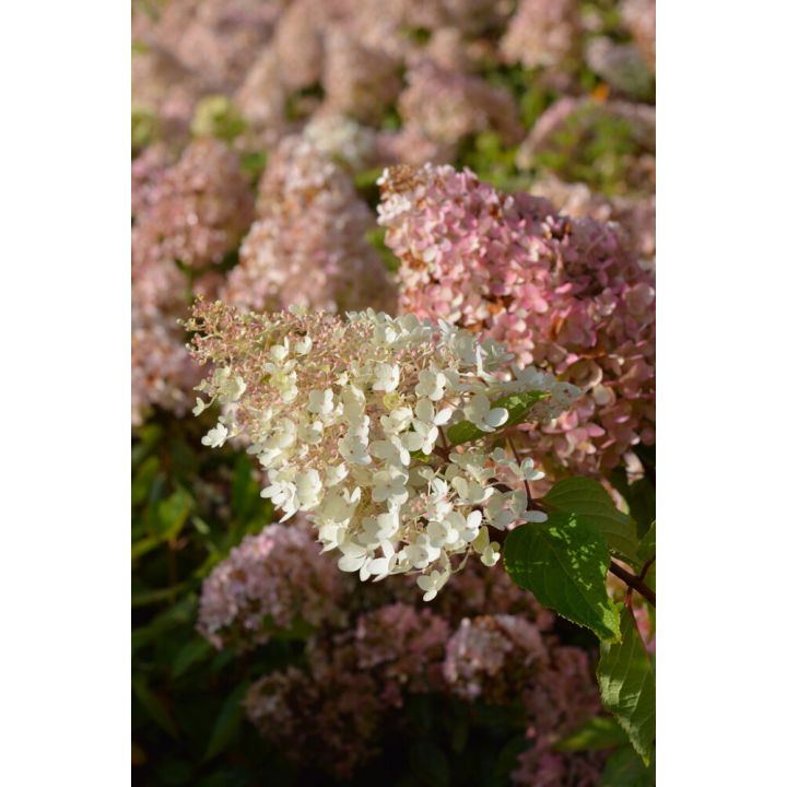 Syyshortensia Hydrangea Paniculata Grandiflora
