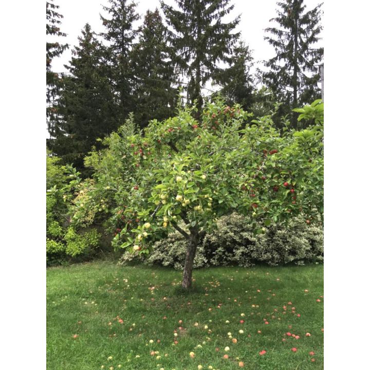 Perheomenapuu Malus Domestica