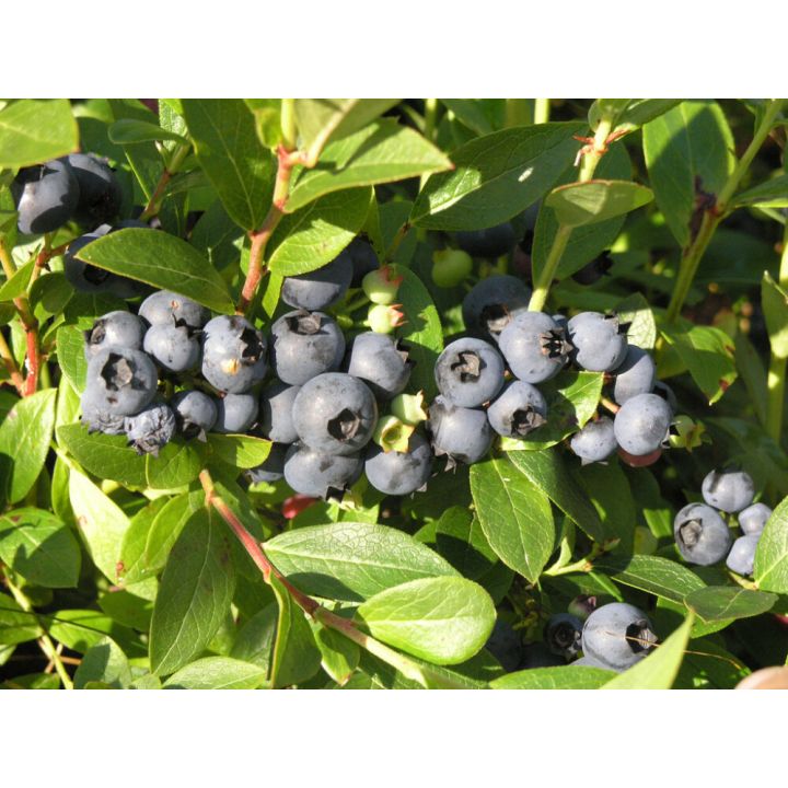 Tarhapensasmustikka Vaccinium Angustifolium Aino Fine