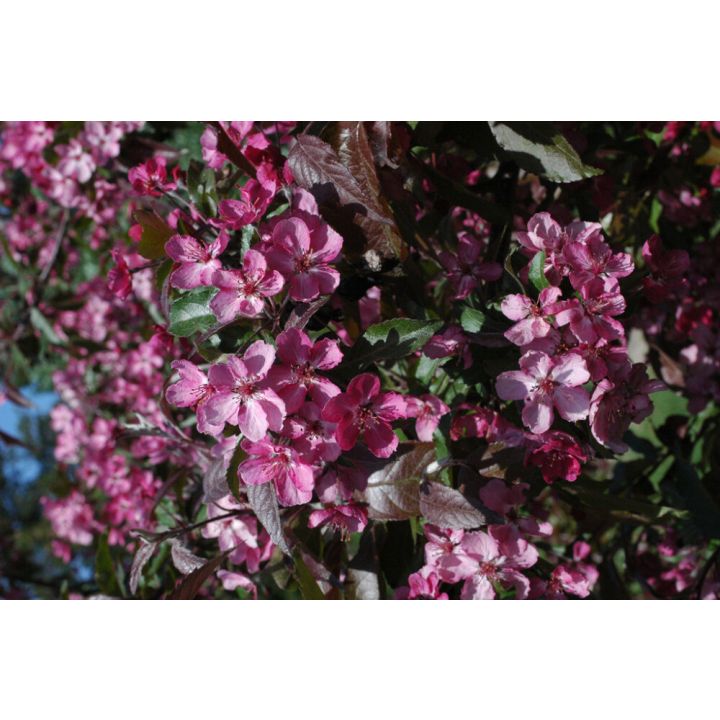 Purppuraomenapuu Malus Linnanmäki