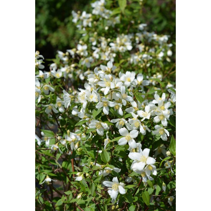 Pikkujasmike Philadelphus Lemoinei