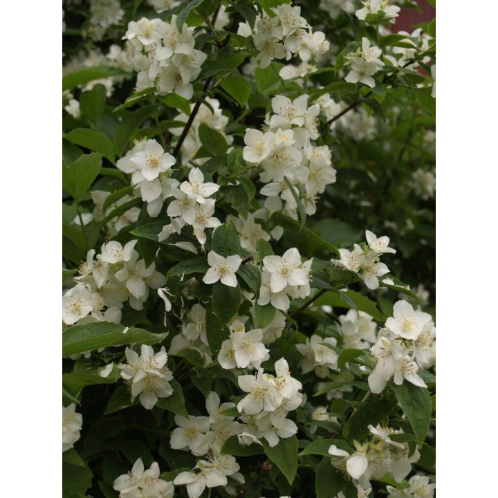 Pihajasmike Philadelphus Coronarius