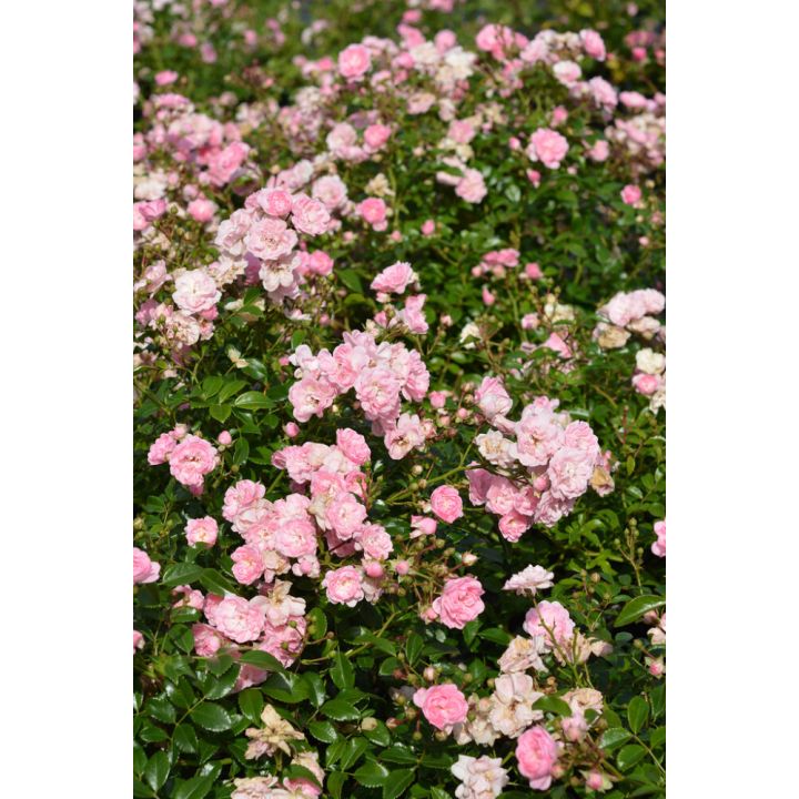 Ruusu Rosa The Fairy