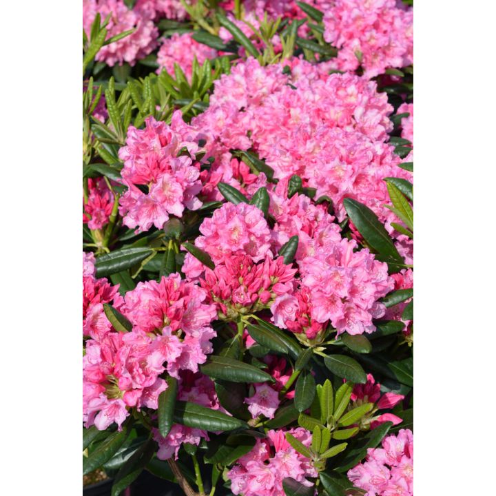 Alppiruusu Rhododendron Haaga
