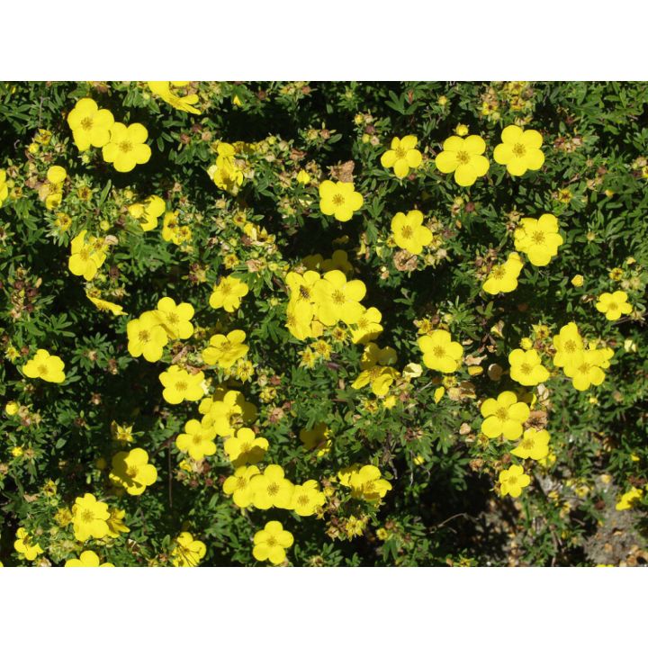 Pensashanhikki Dasiphora Fruticosa Goldfinger