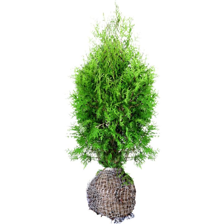Kartiotuija Thuja occidentalis Brabant 125-150 cm