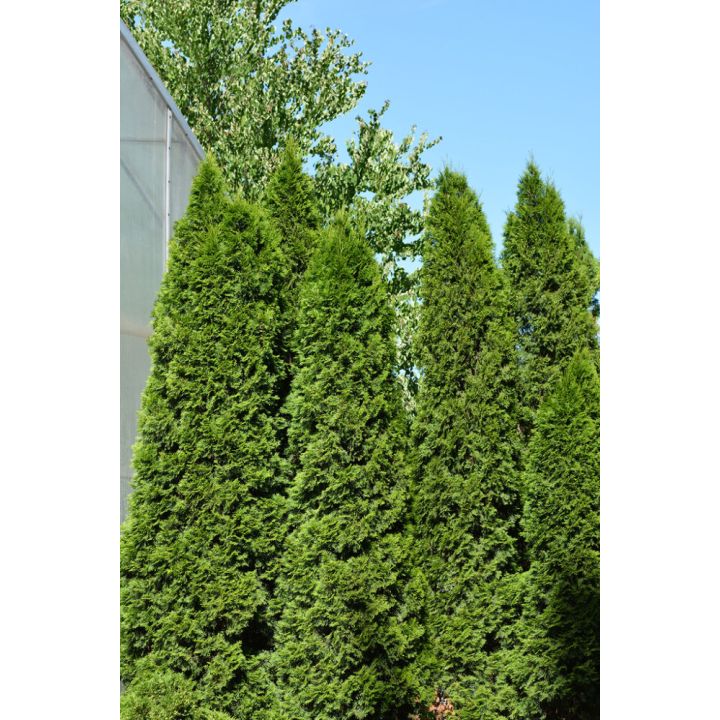 Timanttituija Thuja occidentalis Smaragd 80-100 cm