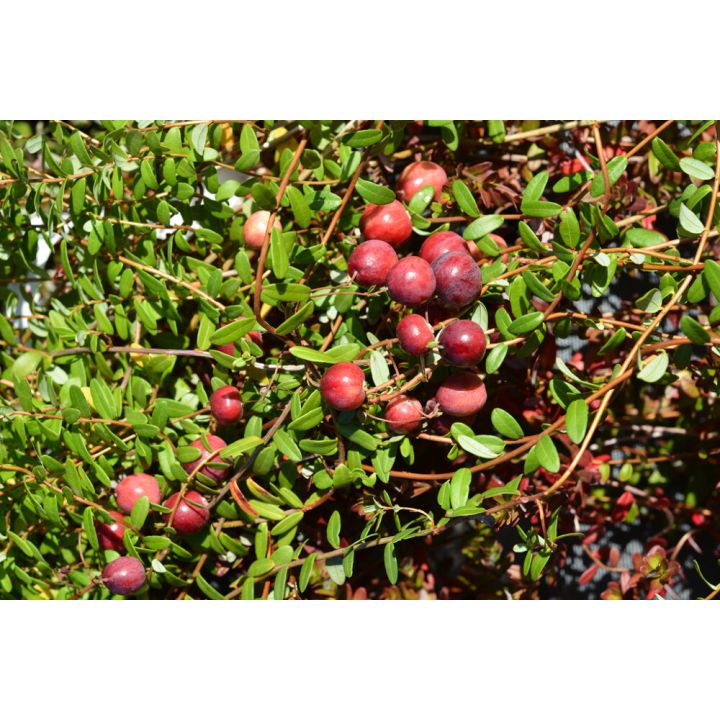Amerikankarpalo Vaccinium Macrocarpon Stevens
