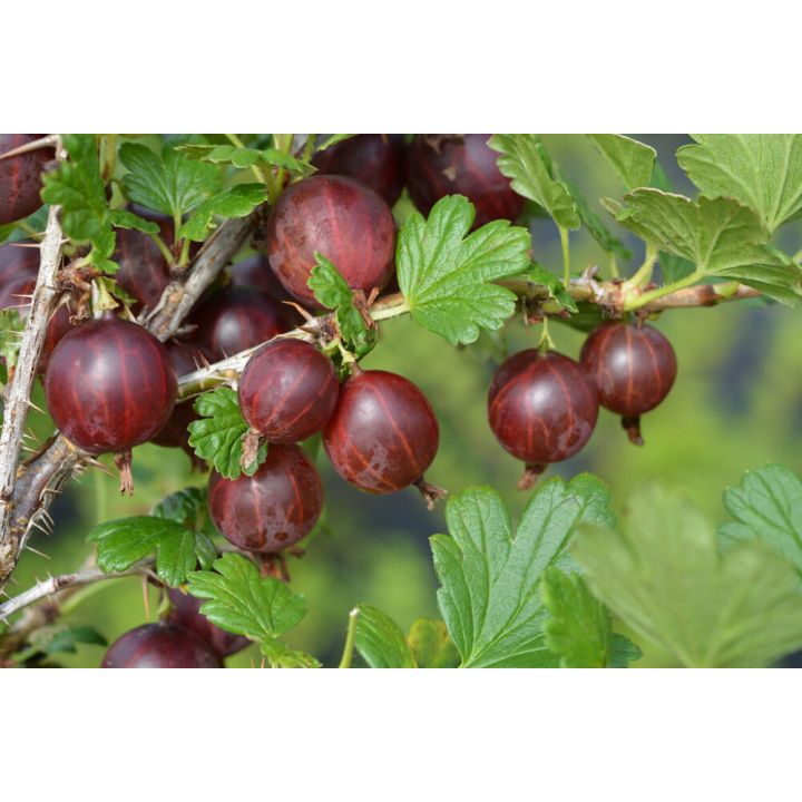 Karviainen Ribes Uva Crispa Lepaan punainen