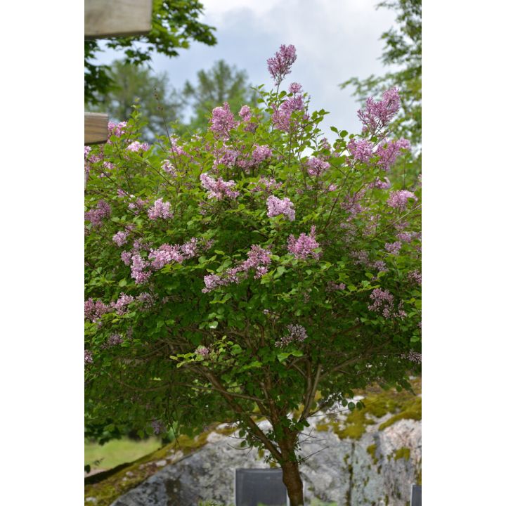 Pikkusyreeni Syringa Meyeri Palibin