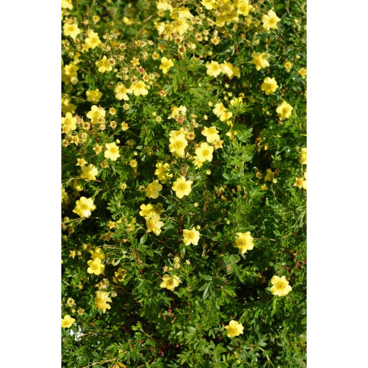 Pensashanhikki Dasiphora Fruticosa Tervola