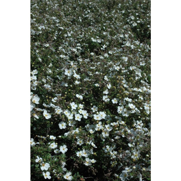 Pensashanhikki Dasiphora Fruticosa Abbotswood