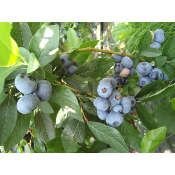 Pensasmustikka Vaccinium corymbosum Patriot