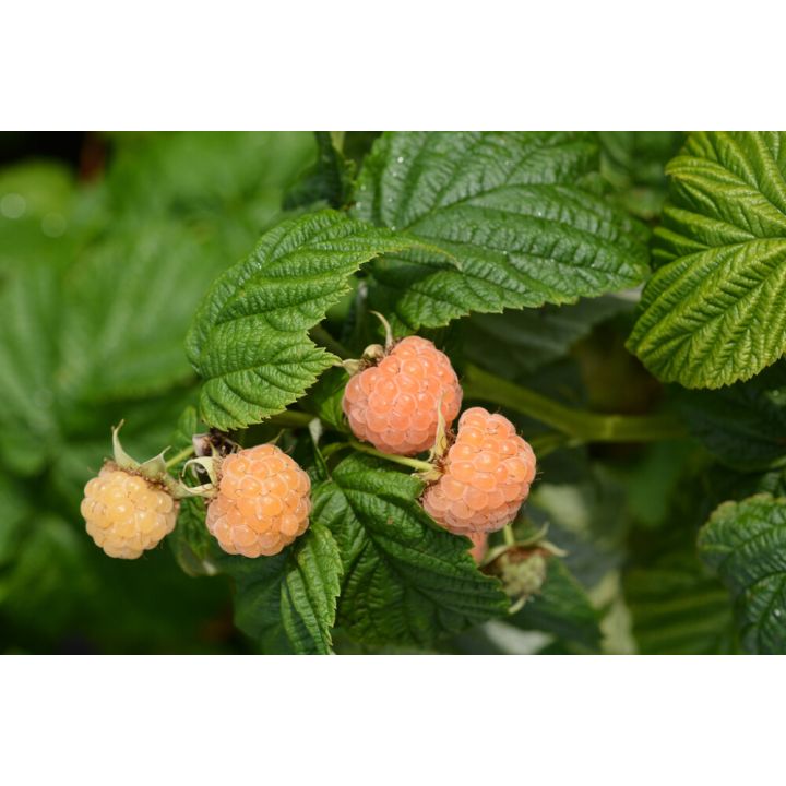 Vadelma Rubus Idaeus Fallgold
