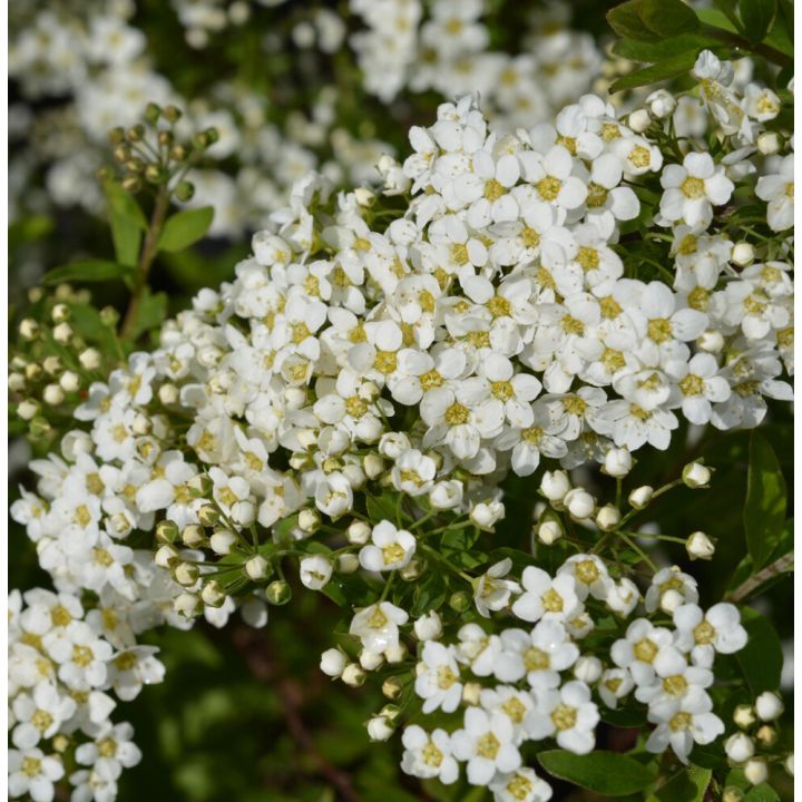 Norjanangervo Spiraea Grefsheim AT2
