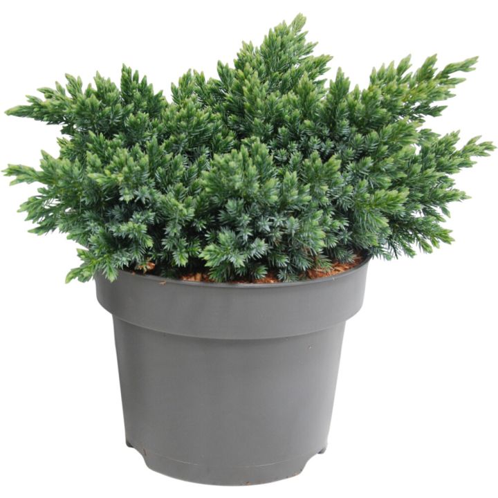 Sinikataja Juniperus Squamata Bluestar P17