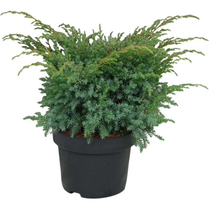Sinikataja Juniperus Squamata Blue Swede P17