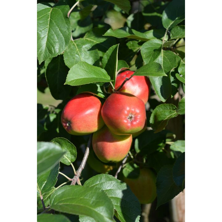Omena Malus Domestica Heta
