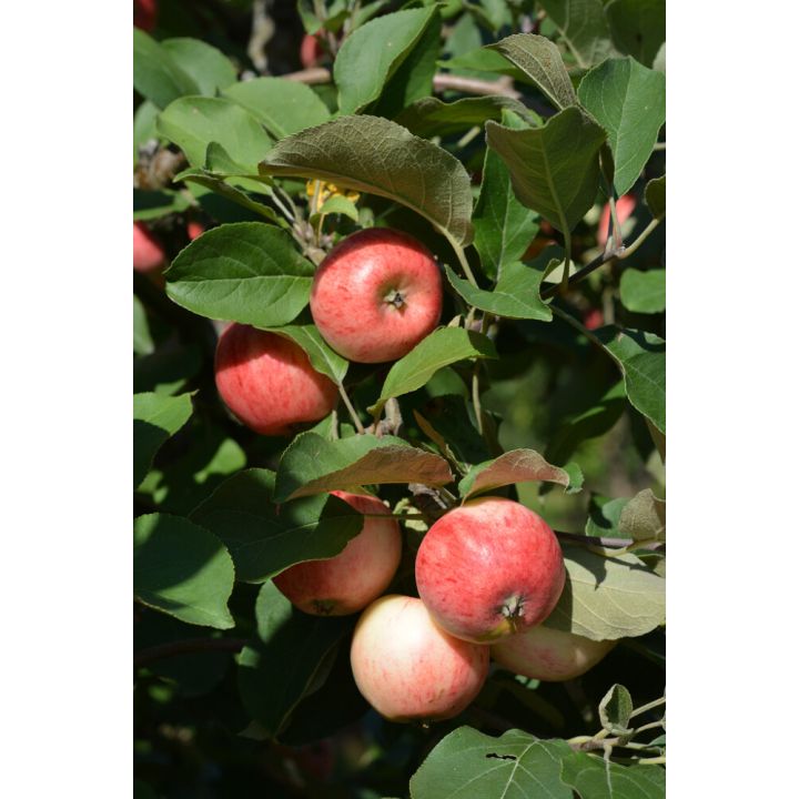 Omena Malus Domestica Huvitus