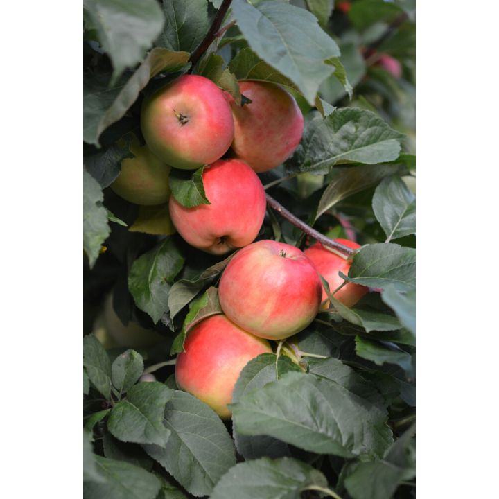 Omena Malus Domestica Konsta