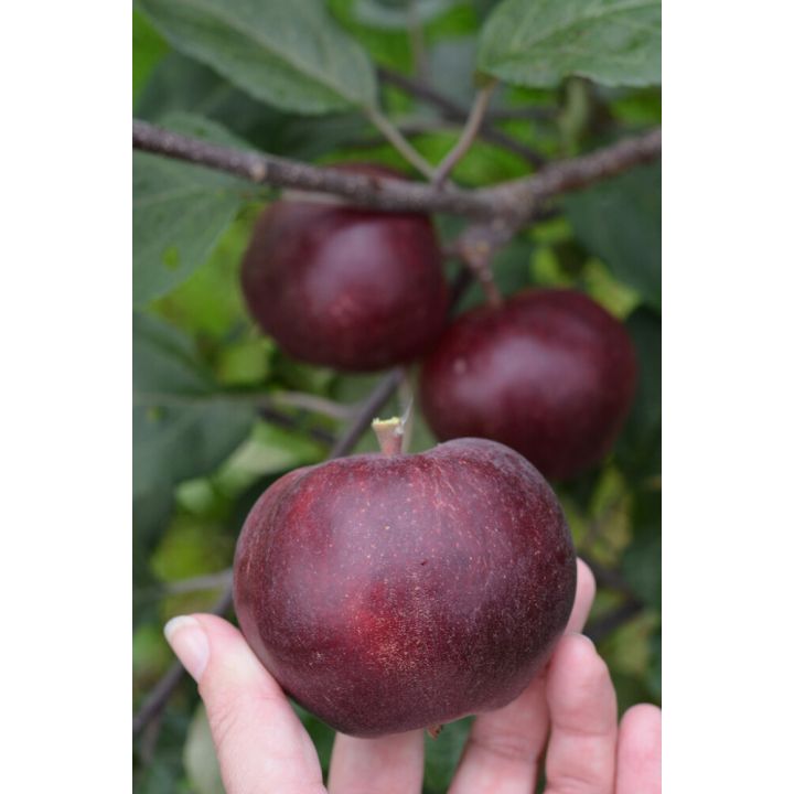 Omena Malus Domestica Pekka