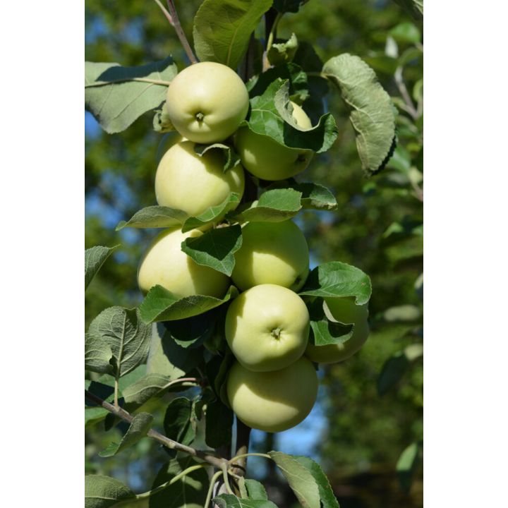Omena Malus Domestica Valkeakuulas