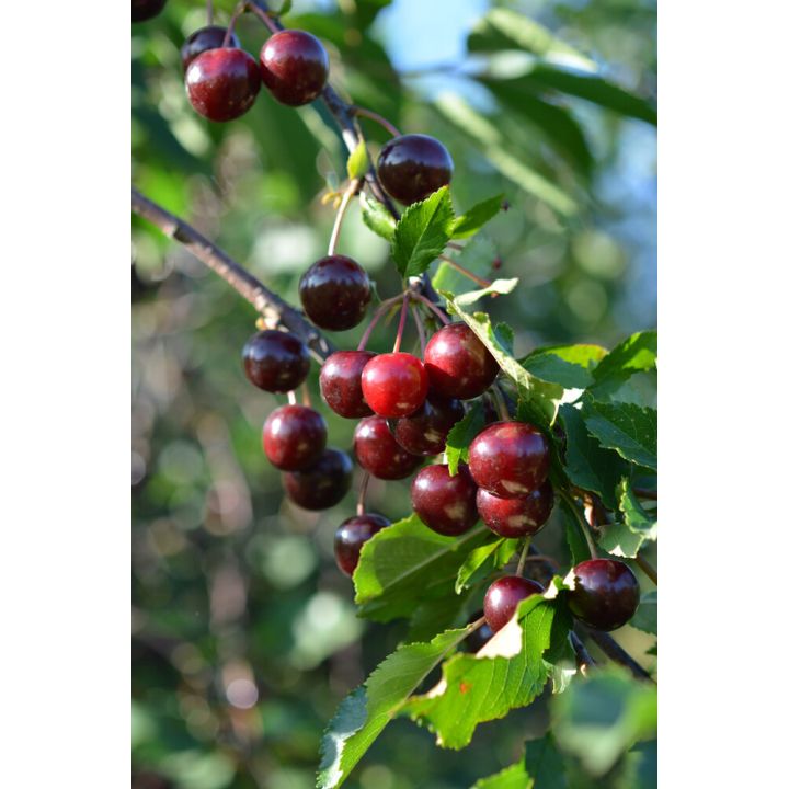 Kirsikka Prunus Cerasus Fanal