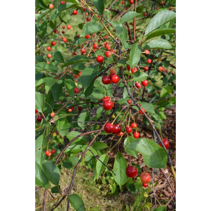 Pensaskirsikka Prunus Cerasus Latvian matala