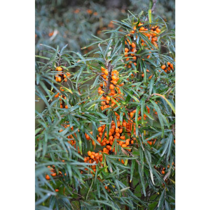 Tyrni Hippophae rhamnoides Tytti
