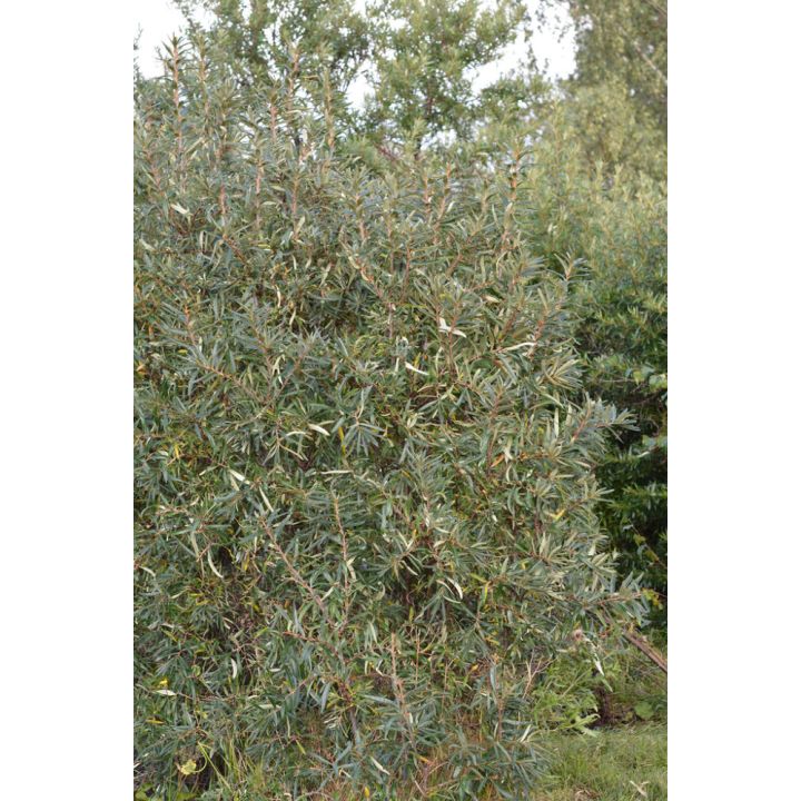 Tyrni Hippophae Rhamnoides Rudolf