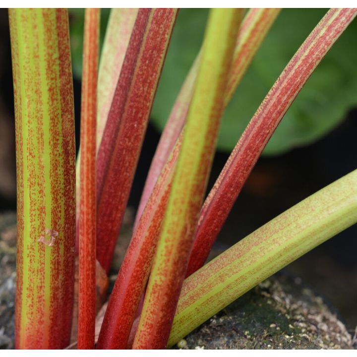 Raparperi Rheum hybridum Victoria
