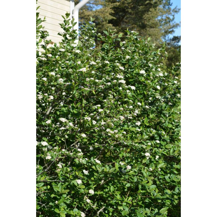 Koristearonia Prunifolia