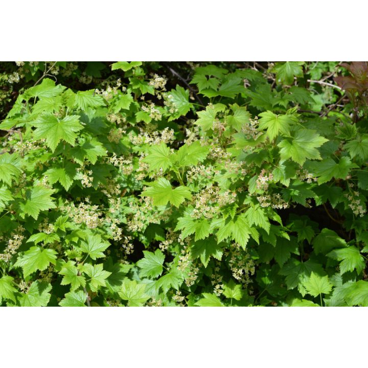 Lamoherukka Ribes Glandulosum