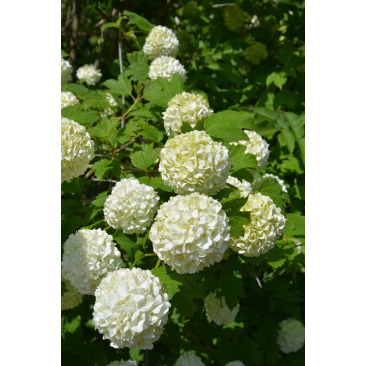 Lumipalloheisi Viburnum Opulus Pohjan Neito