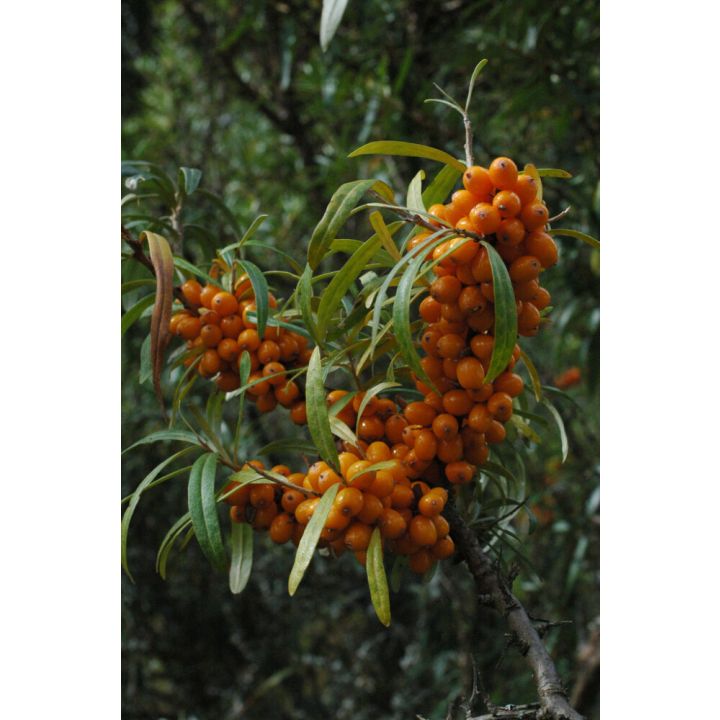 Tyrni Hippophae rhamnoides Raisa