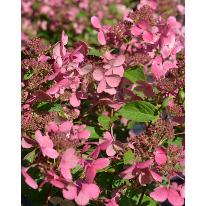 Syyshortensia Hydrangea Paniculata Early Sensation