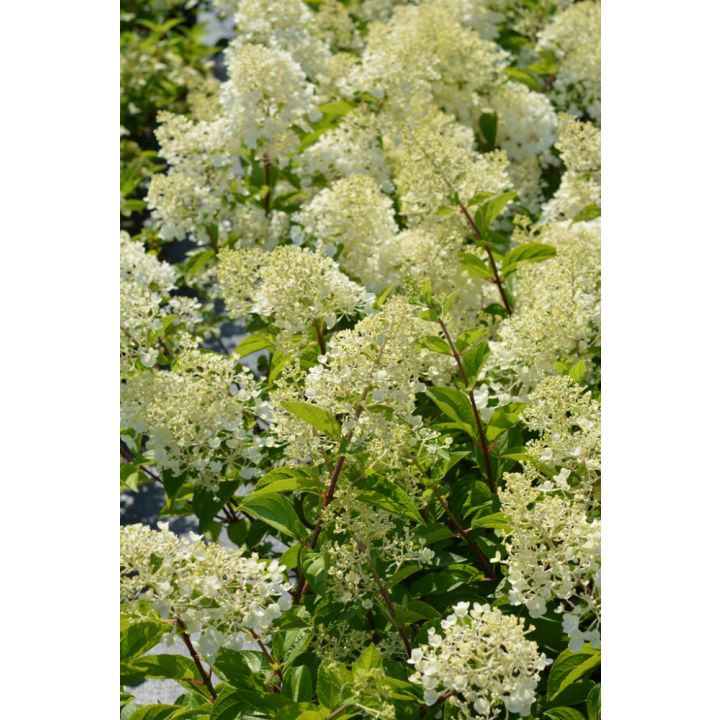 Syyshortensia Hydrangea Paniculata Silver Dollar