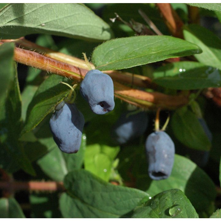 Makeasinikuusama Lonicera caerulea