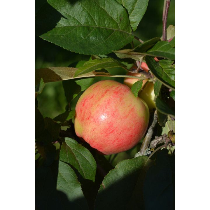 Omena Malus Domestica Pirja