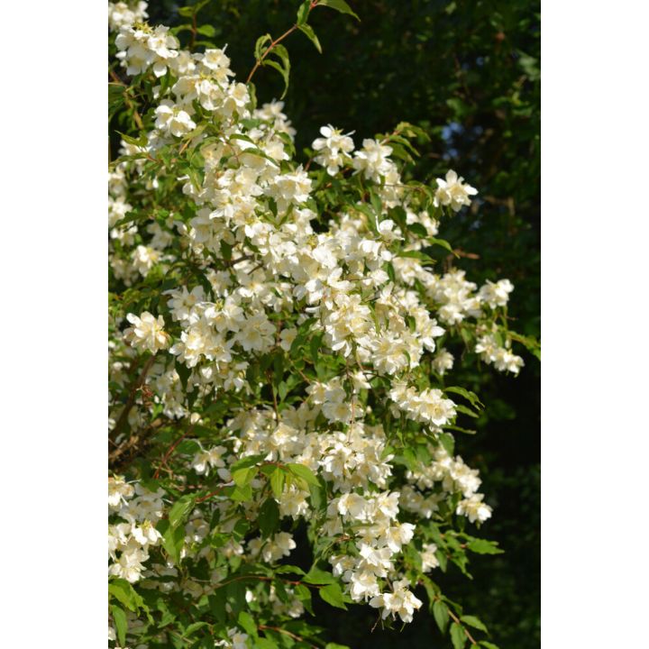 Loistojasmike Tähtisilmä Philadelphus Lewisii