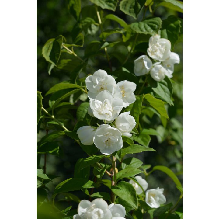 Kameliajasmike Philadelphus Virginalis