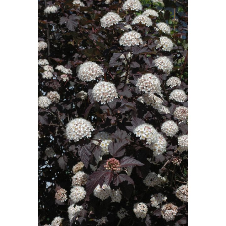 Lännenheisiangervo Physocarpus Opulifolius
