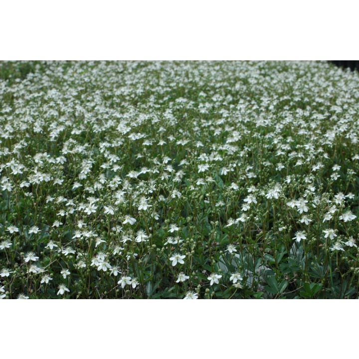 Grönlanninhanhikki Potentilla Tridentata Nuuk