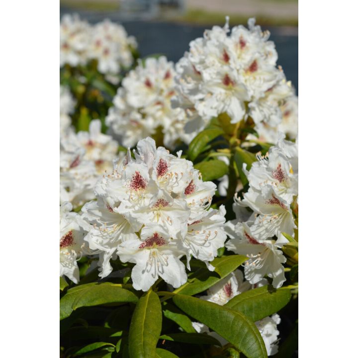 Alppiruusu Rhododendron Tigerstedt